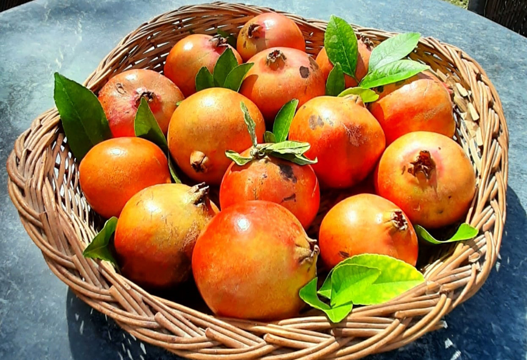 Mirvana pomegranate